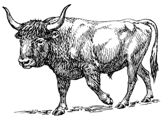 Picture of Bos primigenius (Aurochs) Source: Pearson Scott Foresman, Wikimedia Foundation
