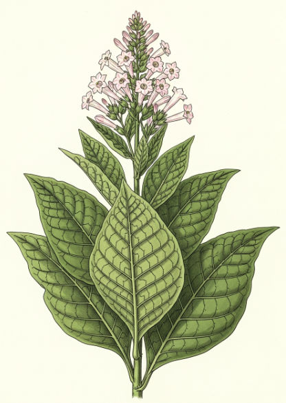 Tobacco Plant
